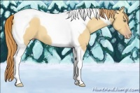 Horse Color:Gold Champagne Dun Tobiano 