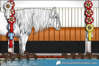 Horse Color:White Spotted Buckskin Appaloosa 