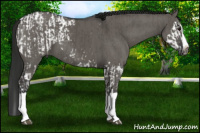 Horse Color:Gray Grullo Sabino Splash Appaloosa and Grullo Splash