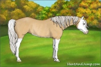 Horse Color:Silver Bay Dun Splash Rabicano 