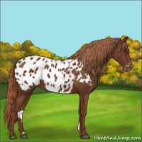 Horse Color:Chestnut Appaloosa