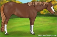 Horse Color:White Spotted Chestnut 
