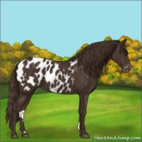Horse Color:Liver Chestnut Appaloosa
