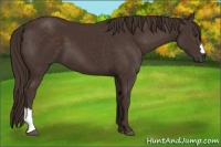 Horse Color:Liver Chestnut 