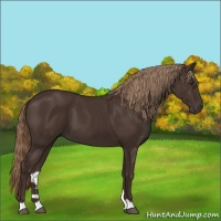 Horse Color:Liver Chestnut 