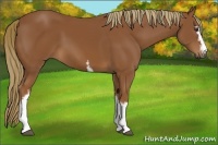Horse Color:White Spotted Chestnut 