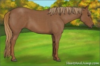 Horse Color:Red Roan