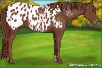 Horse Color:Chestnut Appaloosa