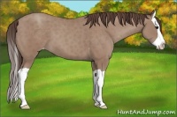 Horse Color:Classic Champagne Splash Appaloosa 