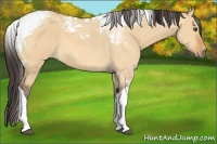 Horse Color:Buckskin Dun Tobiano