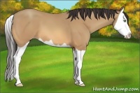 Horse Color:Sable Champagne Splash 