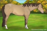 Horse Color:Sable Cream Champagne 