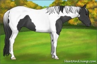 Horse Color:Black Tobiano 