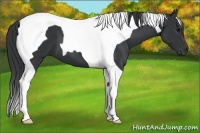 Horse Color:Black Tobiano 