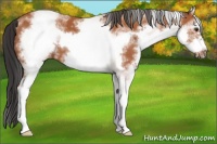 Horse Color:White Spotted Bay Sabino Frame