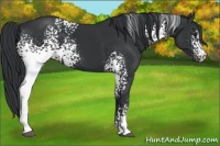 Horse Color:White Spotted Black 