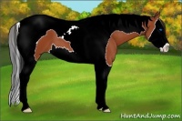 Horse Color:Bay Splash Tobiano