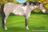 Horse Color:White Spotted Sable Champagne Roan Frame 