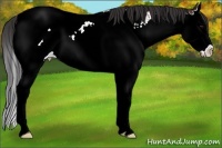 Horse Color:Bay Splash Snowcap 