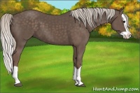 Horse Color:Silver Black Splash