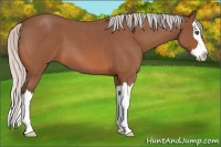Horse Color:Silver Bay Roan Splash