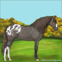 Horse Color:Smoky Grullo Appaloosa 