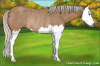 Horse Color:Gray Silver Buckskin Roan Splash Rabicano 