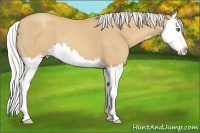 Horse Color:Silver Classic Champagne Roan Splash