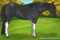 Horse Color:Black Tobiano 
