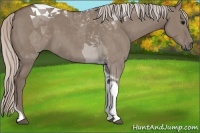 Horse Color:Silver Grullo Tobiano 