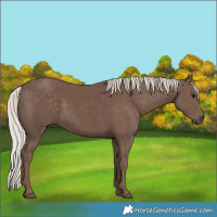 Horse Color:Silver Black Brindle
