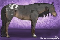Horse Color:Liver Chestnut Ice Appaloosa 