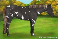 Horse Color:White Spotted Liver Chestnut 