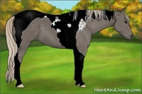 Horse Color:Silver Black Tobiano
