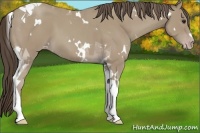 Horse Color:White Spotted Classic Champagne Tobiano