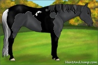 Horse Color:Black Tobiano 