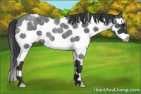 Horse Color:White Spotted Blue Roan Splash 