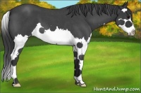 Horse Color:Blue Roan Splash