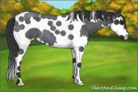 Horse Color:Blue Roan Splash Tobiano