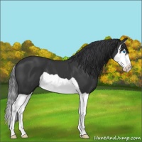 Horse Color:Black Splash