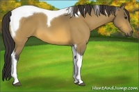 Horse Color:Buckskin Tobiano 