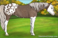 Horse Color:Silver Black Splash Appaloosa