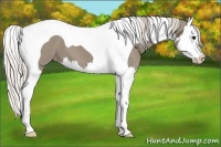 Horse Color:Silver Grullo Splash Tobiano Appaloosa 