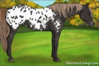 Horse Color:Liver Chestnut Appaloosa Rabicano 