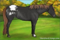 Horse Color:Liver Chestnut Appaloosa Rabicano 