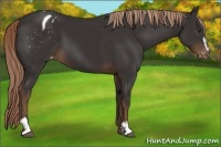 Horse Color:Liver Chestnut Sabino Appaloosa 