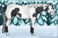 Horse Color:Black Splash Tobiano
