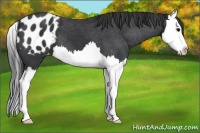 Horse Color:Black Splash Appaloosa 