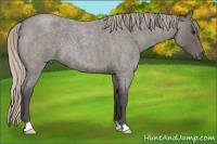 Horse Color:Silver Blue Roan 
