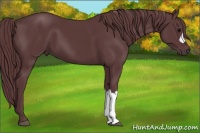 Horse Color:Chocolate Black